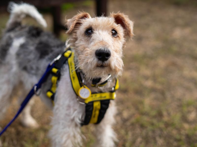 Munchkin | Terrier (Fox Wire) | Newbury (Berkshire) - 4