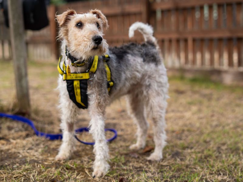 Munchkin | Terrier (Fox Wire) | Newbury (Berkshire) - 7