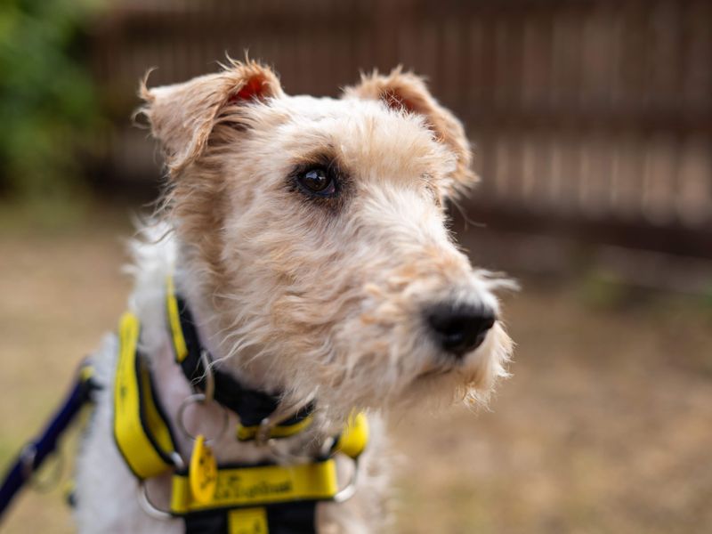 Munchkin | Terrier (Fox Wire) | Newbury (Berkshire) - 5