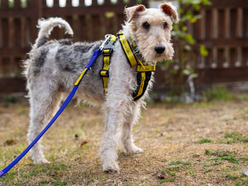 Munchkin | Terrier (Fox Wire) | Newbury (Berkshire) - 2