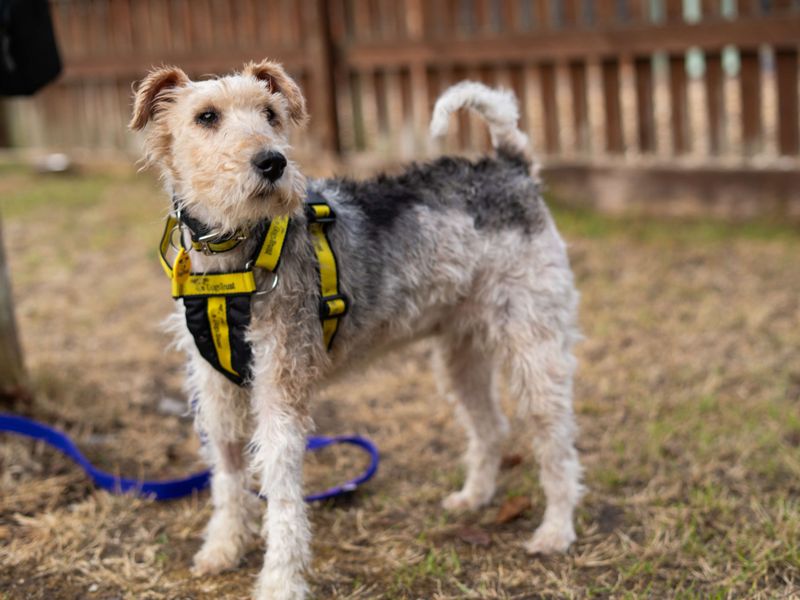 Munchkin | Terrier (Fox Wire) | Newbury (Berkshire) - 3