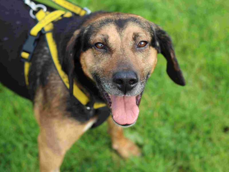 Forrest | Beagle Cross | Glasgow - 2