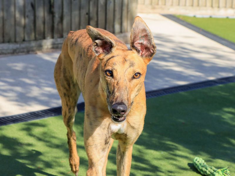 Olive | Greyhound | Evesham (Worcestershire) - 3