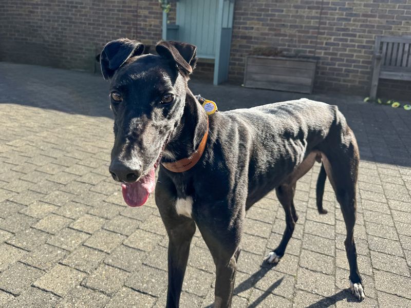 Juniper | Greyhound | Basildon (Essex) - 6