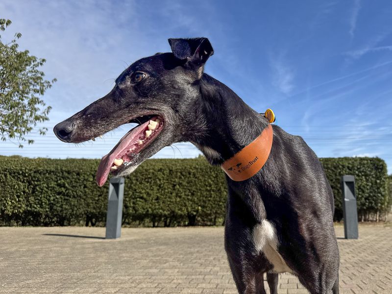 Juniper | Greyhound | Basildon (Essex) - 1