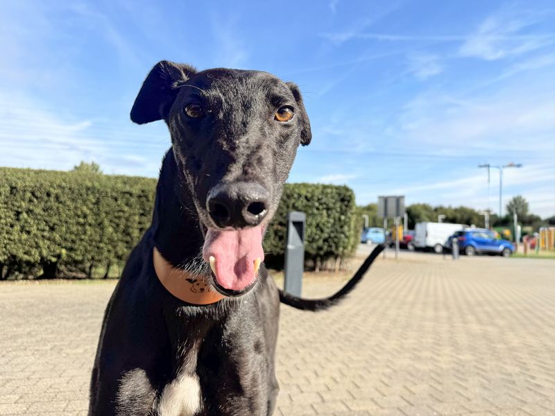 Juniper | Greyhound | Basildon (Essex) - 3