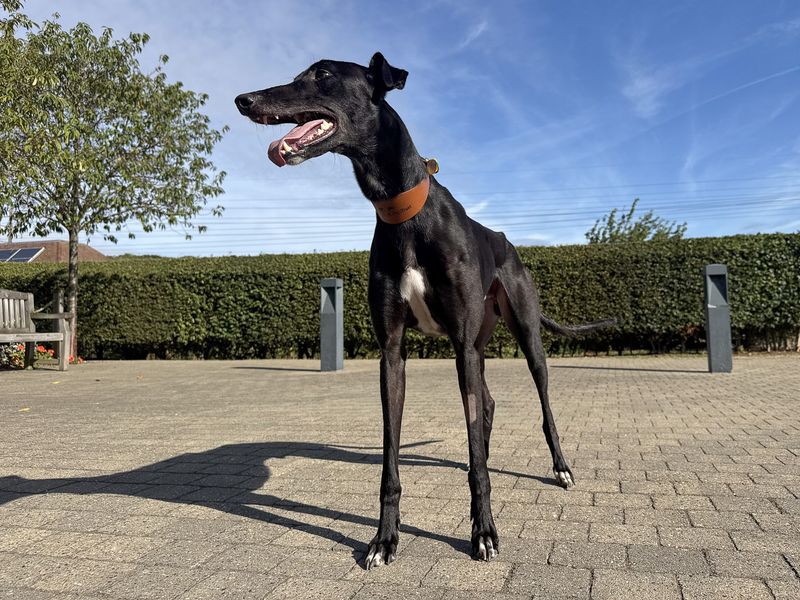 Juniper | Greyhound | Basildon (Essex) - 4