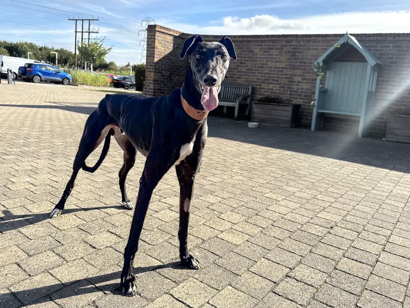 Juniper | Greyhound | Basildon (Essex) - 5