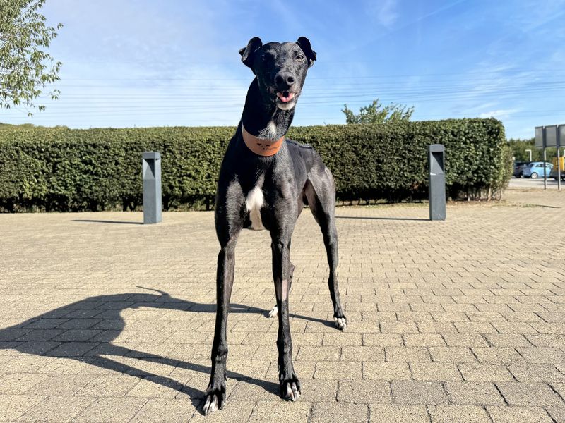 Juniper | Greyhound | Basildon (Essex) - 2