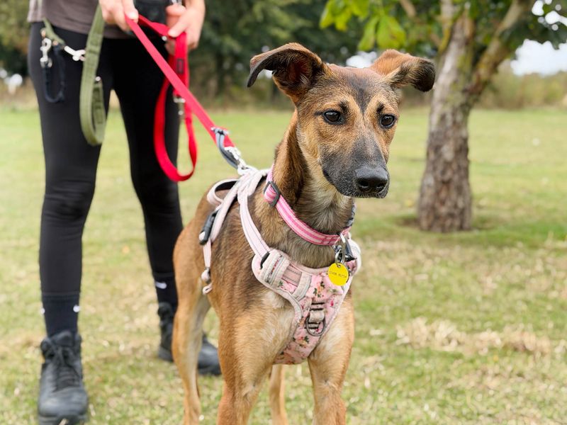 Dollie | Lurcher Cross | Leeds - 3