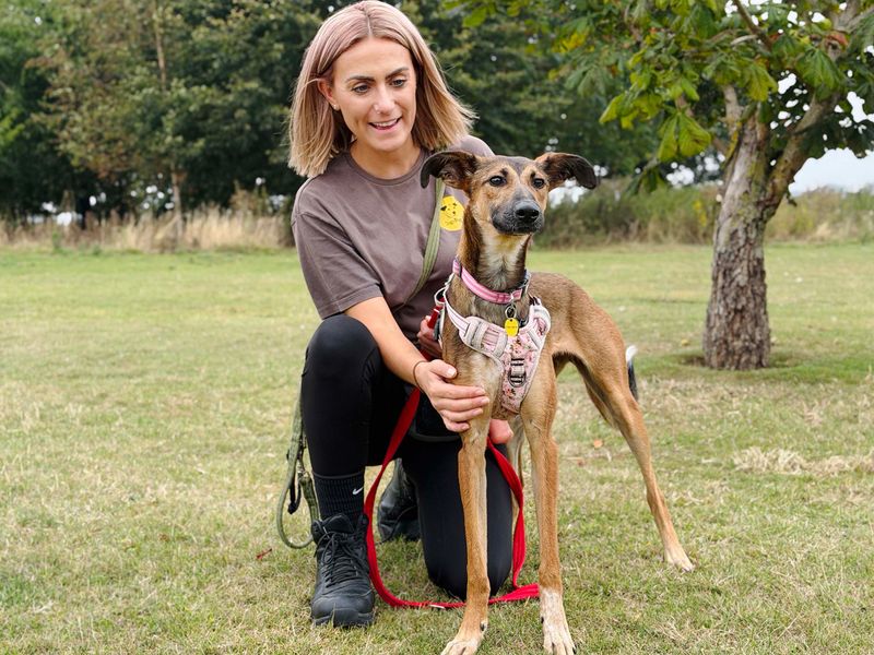 Dollie | Lurcher Cross | Leeds - 4