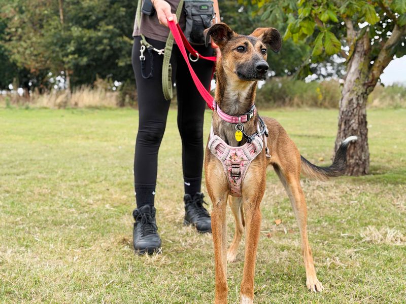 Dollie | Lurcher Cross | Leeds - 2