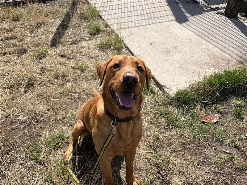 Koda | Retriever (Labrador) | Cardiff - 2