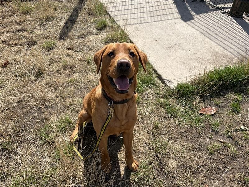 Koda | Retriever (Labrador) | Cardiff - 1