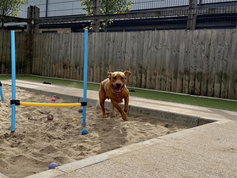 Koda | Retriever (Labrador) | Cardiff - 1