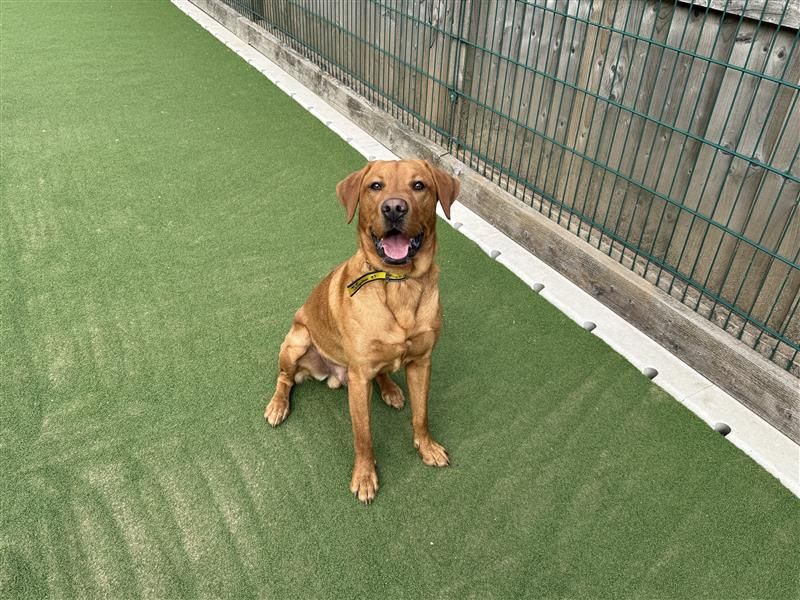 Koda | Retriever (Labrador) | Cardiff - 8