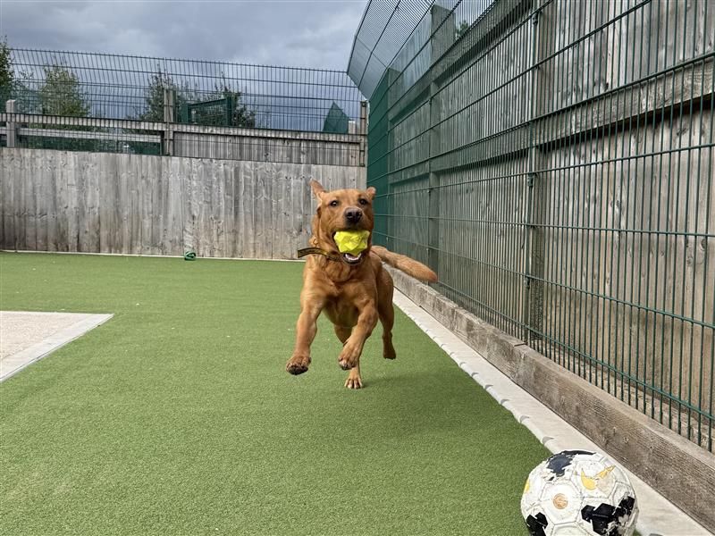 Koda | Retriever (Labrador) | Cardiff - 7