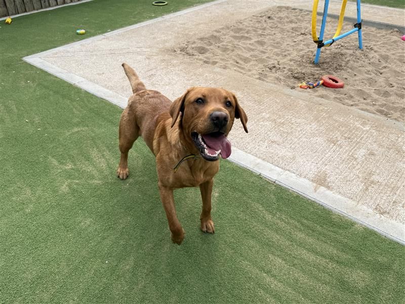 Koda | Retriever (Labrador) | Cardiff - 3