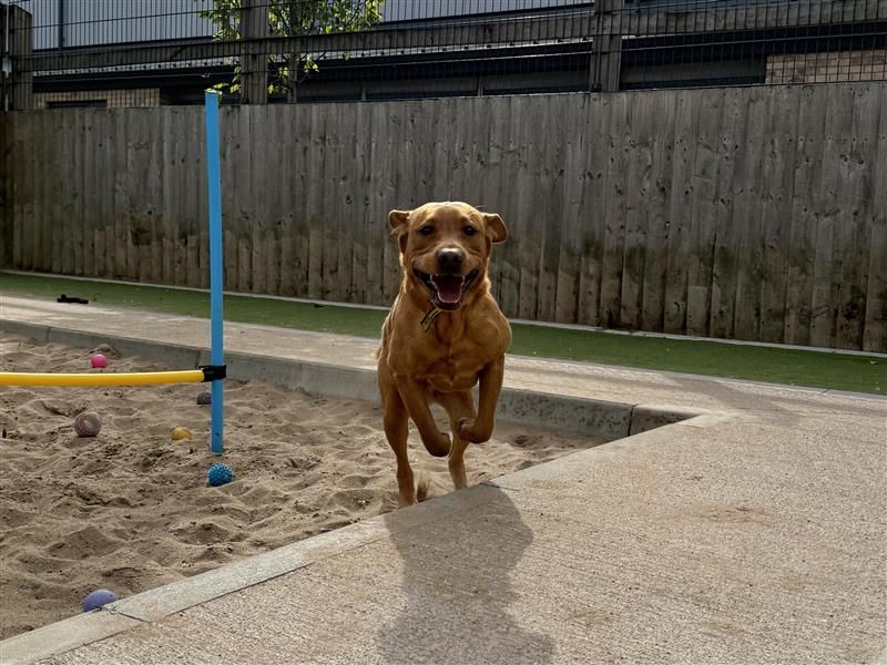 Koda | Retriever (Labrador) | Cardiff - 4