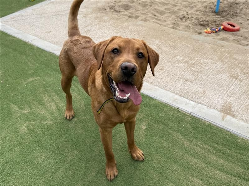 Koda | Retriever (Labrador) | Cardiff - 5