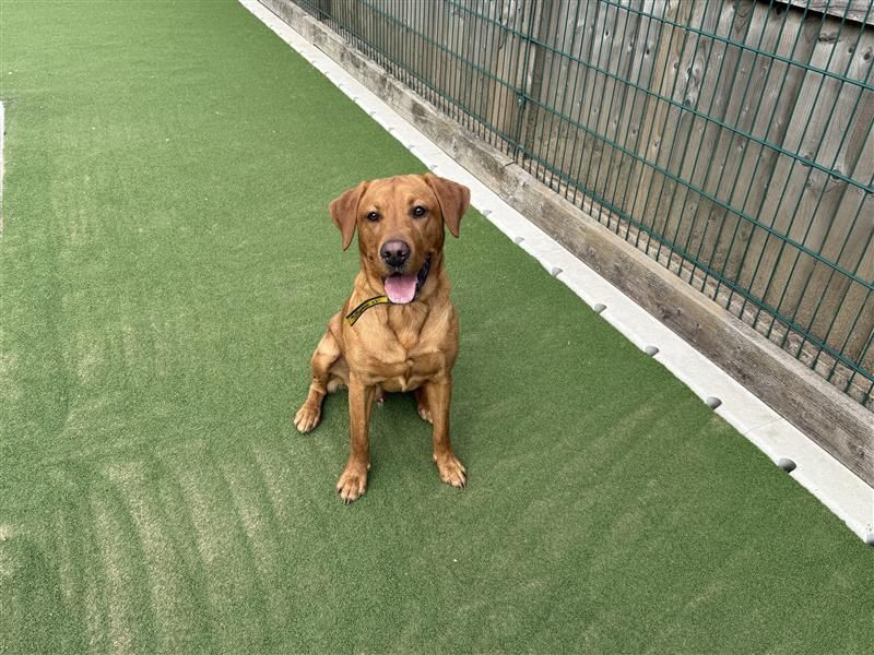 Koda | Retriever (Labrador) | Cardiff - 2