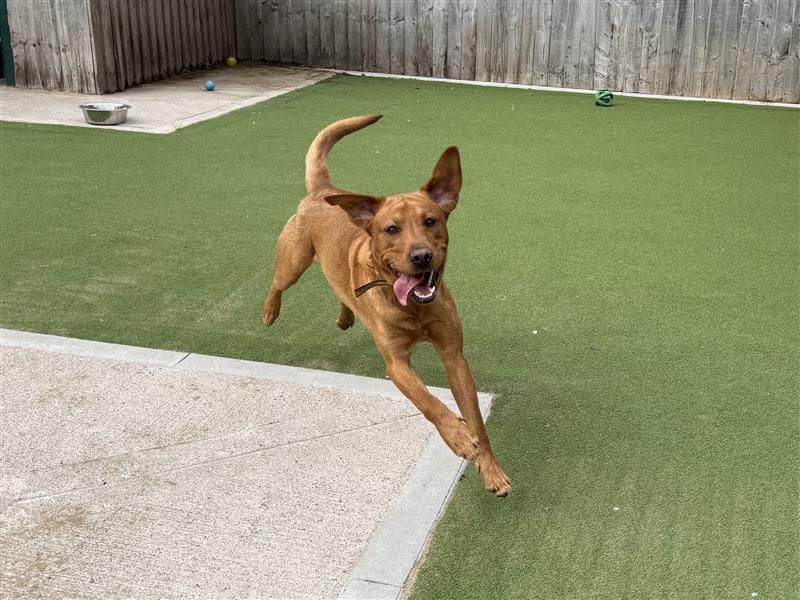 Koda | Retriever (Labrador) | Cardiff - 6