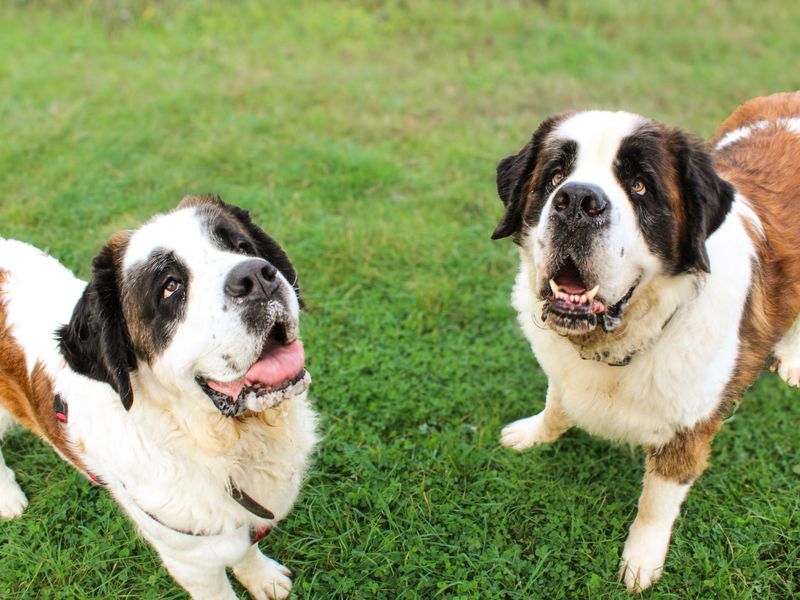 Moose | St Bernard | Shoreham (Sussex) - 4