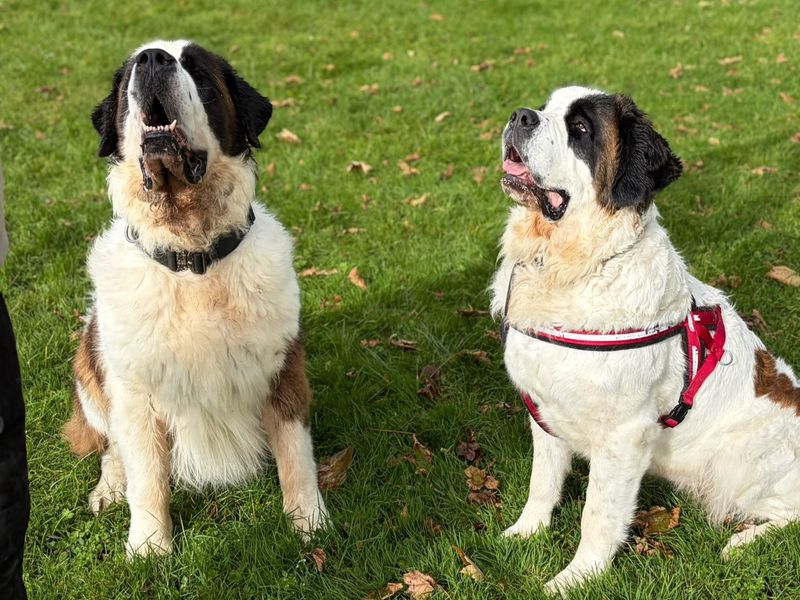 Moose | St Bernard | Shoreham (Sussex) - 1