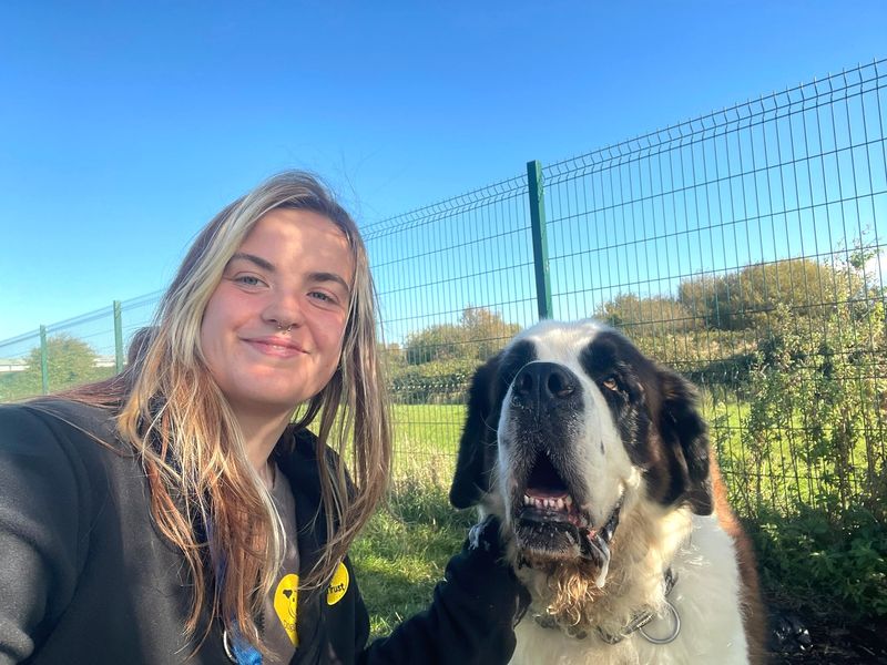 Moose | St Bernard | Shoreham (Sussex) - 9