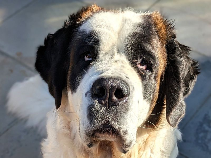 Moose | St Bernard | Shoreham (Sussex) - 5