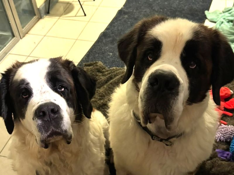 Moose | St Bernard | Shoreham (Sussex) - 6