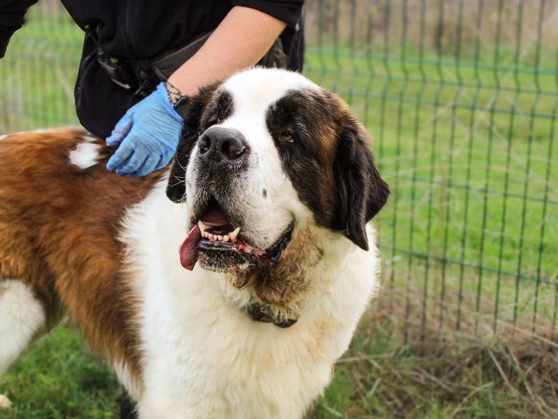 Moose | St Bernard | Shoreham (Sussex) - 8