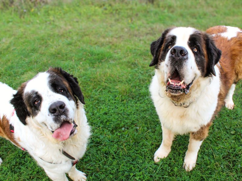 Moose | St Bernard | Shoreham (Sussex) - 3