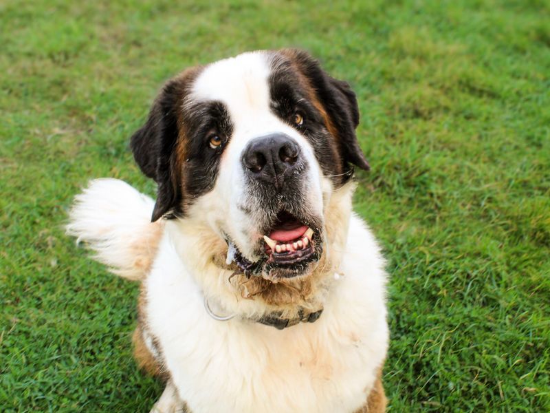 Moose | St Bernard | Shoreham (Sussex) - 10