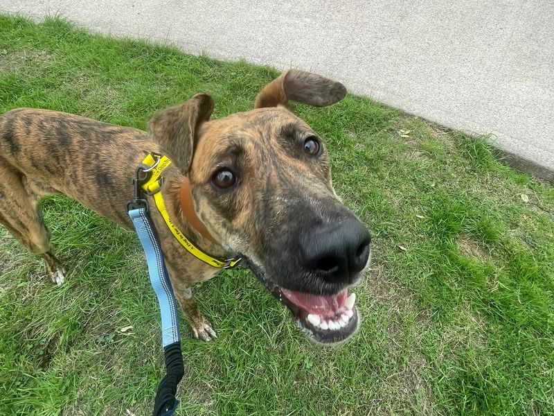 Vera | Lurcher | Shrewsbury (Shropshire) - 2