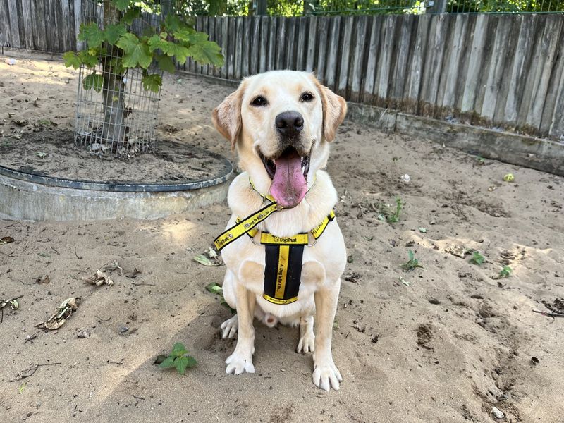 Reggie | Retriever (Labrador) | Ilfracombe - 1
