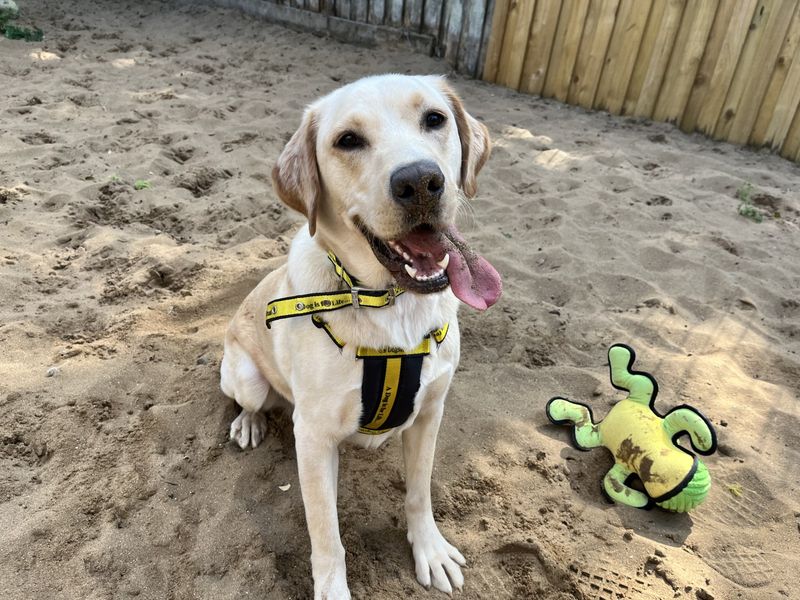 Reggie | Retriever (Labrador) | Ilfracombe - 2