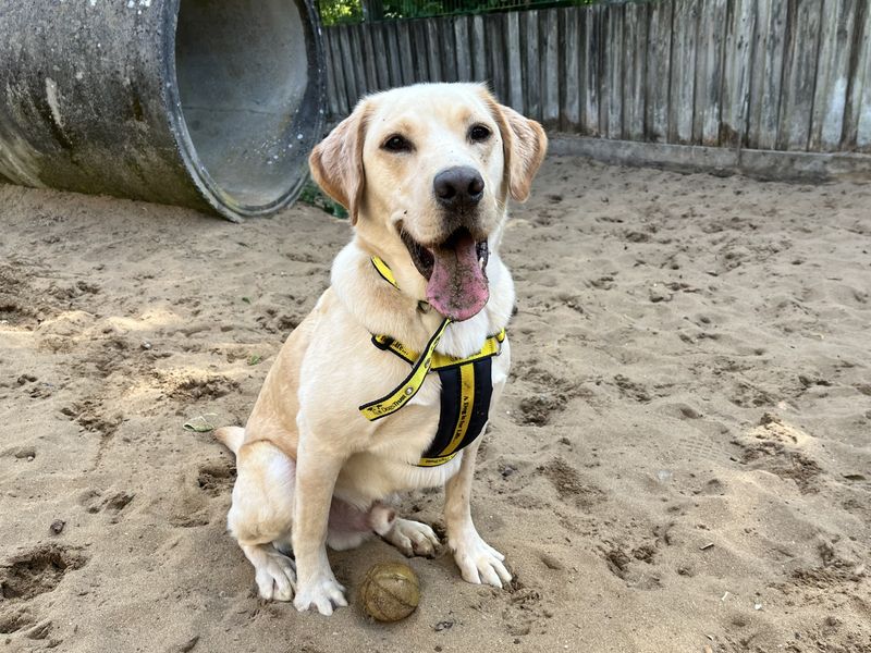 Reggie | Retriever (Labrador) | Ilfracombe - 3