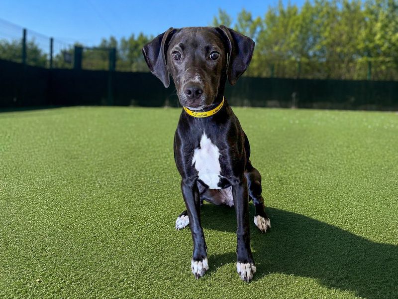 Stella | Terrier (Staffordshire Bull) Cross | Basildon (Essex) - 1