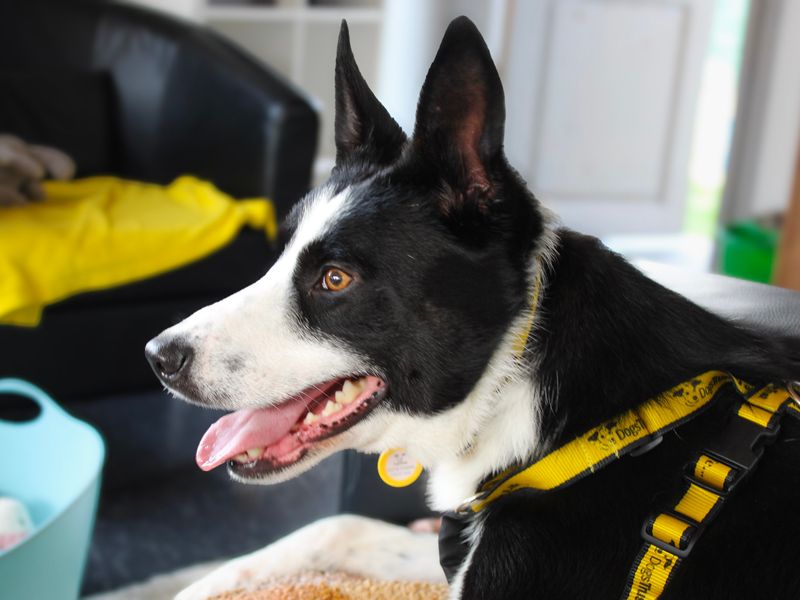 Bill | Collie (Border) | Shoreham (Sussex) - 4