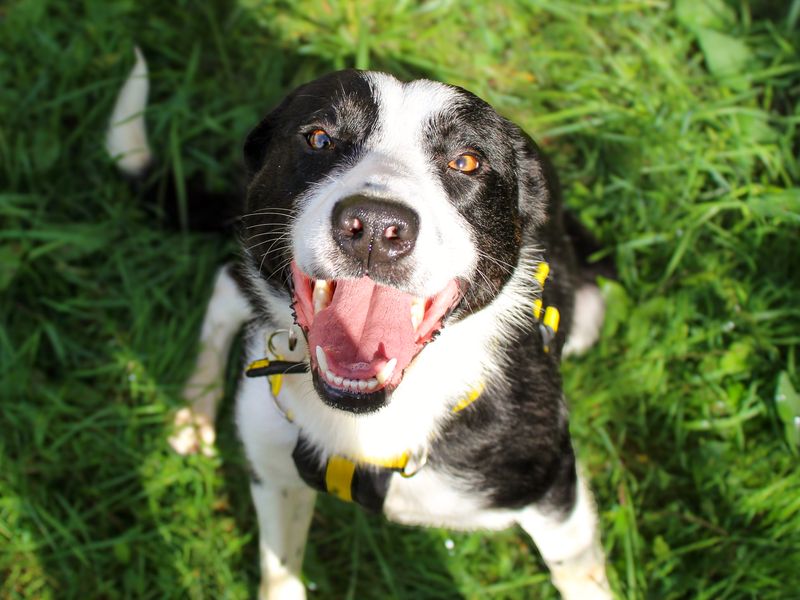 Bill | Collie (Border) | Shoreham (Sussex) - 2