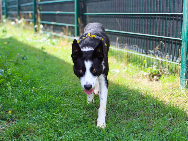 Bill | Collie (Border) | Shoreham (Sussex) - 3