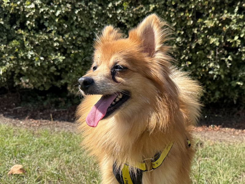 Godzilla | Pomeranian Cross | Basildon (Essex) - 2