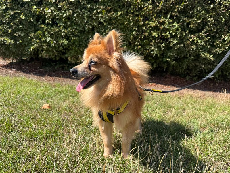 Godzilla | Pomeranian Cross | Basildon (Essex) - 3