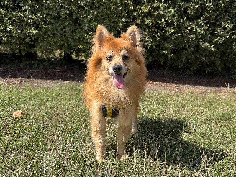 Godzilla | Pomeranian Cross | Basildon (Essex) - 4