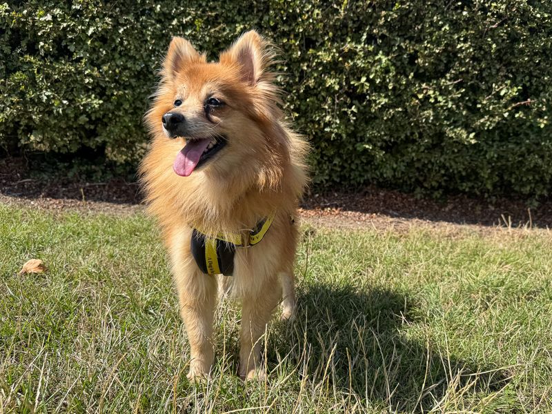 Godzilla | Pomeranian Cross | Basildon (Essex) - 1