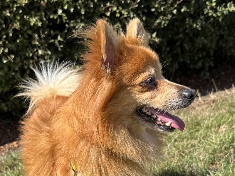 Godzilla | Pomeranian Cross | Basildon (Essex) - 5
