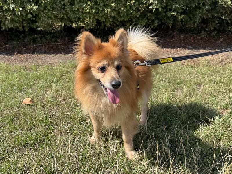 Godzilla | Pomeranian Cross | Basildon (Essex) - 6
