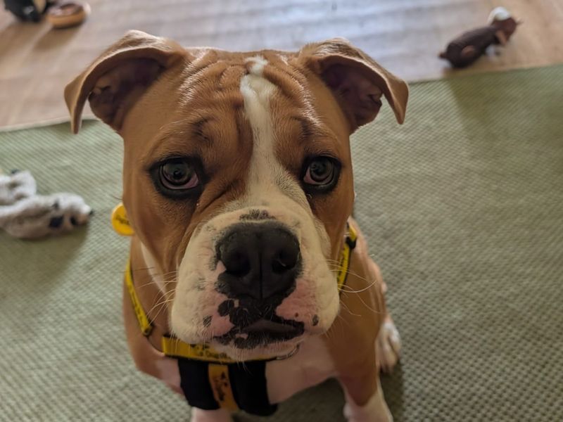Ralphie | Bulldog Cross | West Calder (Edinburgh) - 6