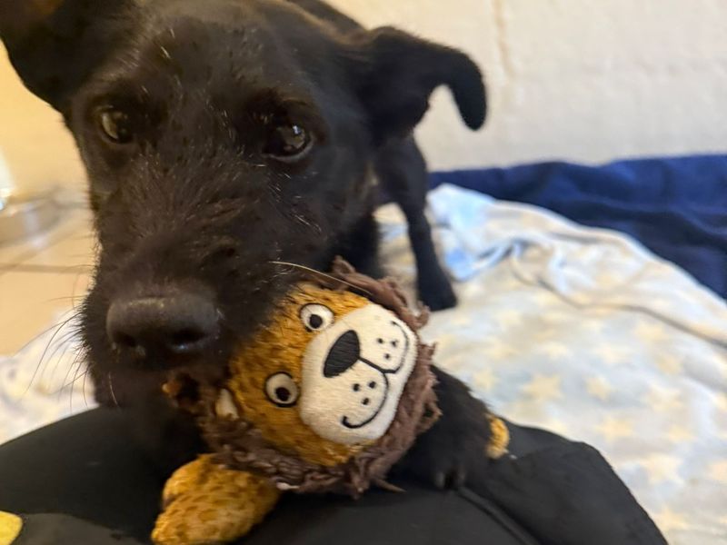 Badger | Terrier (Patterdale) Cross | Shrewsbury (Shropshire) - 2